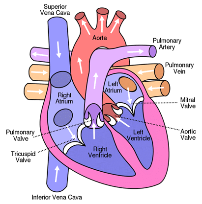 Cardiac Catheterization Coding in ICD 10 PCS